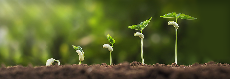 930x320_OPL-seeds-(1).png 930x320_OPL-seeds-(1).png